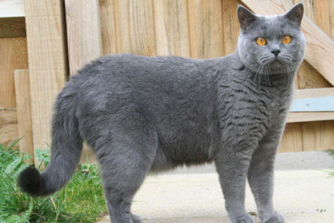 British Shorthair Kedisi