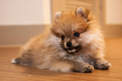 Cupcake Pomeranian