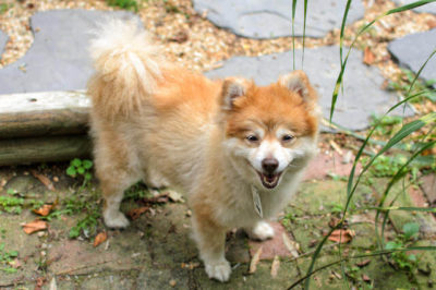 Pomeranian