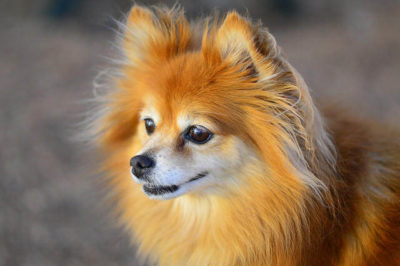 Pomeranian Köpeği