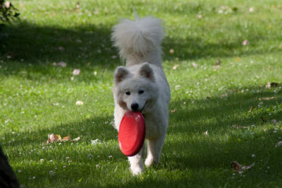 Samoyed Eğitimi