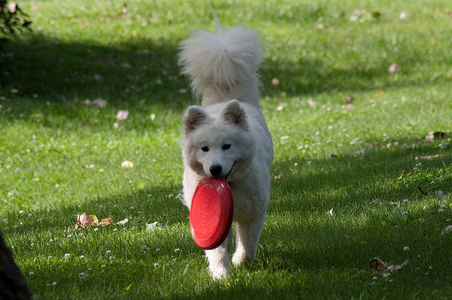Samoyed Eğitimi