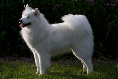 Samoyed Köpeği