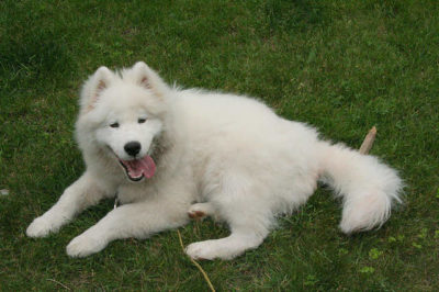 Samoyed Köpek Irkı