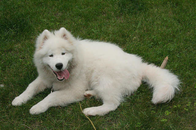 Samoyed Köpek Irkı