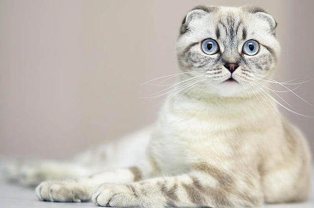 Scottish Fold