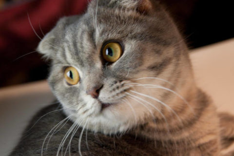 Scottish Fold Kedisi