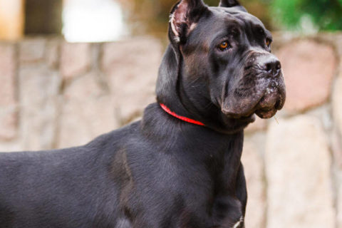 Cane Corso