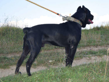 Cane Corso