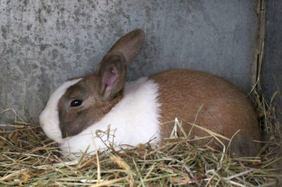 Hollanda Tavşanı