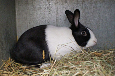 Hollanda Tavşanı