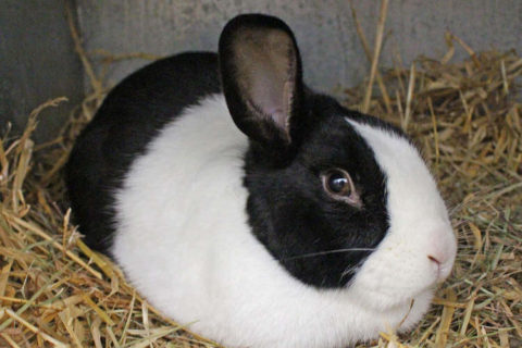 Hollanda Tavşanı