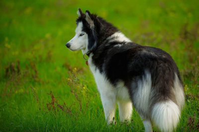 Husky Köpek