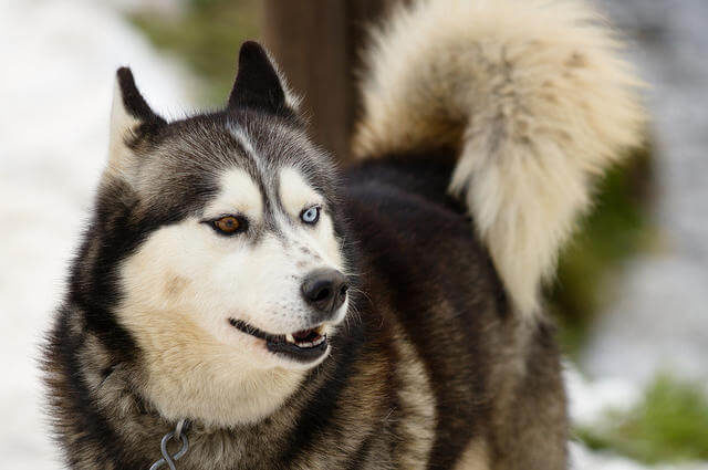 Husky Sibirya Kurdu