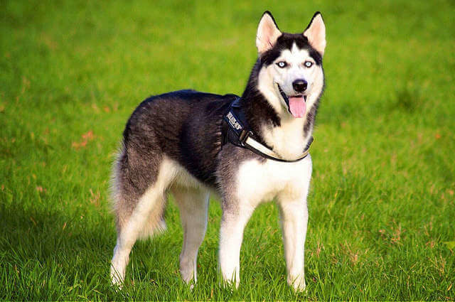 Sibirya Kurdu Husky