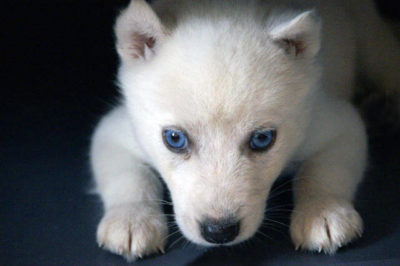 Sibirya Kurdu Yavrusu