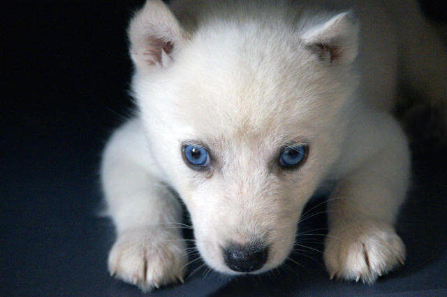 Sibirya Kurdu Yavrusu