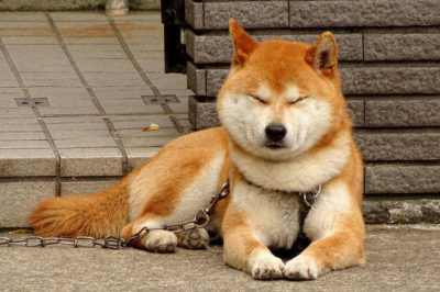 Akita inu