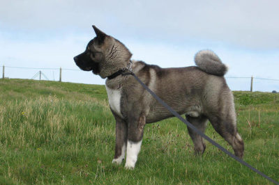 Akita Köpek Cinsi