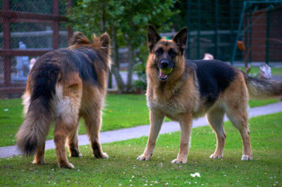 Uzun ve Kısa Tüylü Alman Çoban Köpekleri