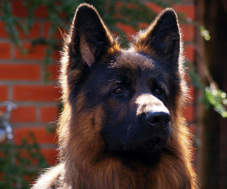 Alman Kurdu - Alman Çoban Köpeği