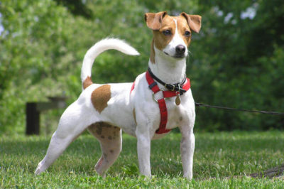 Jack Russell