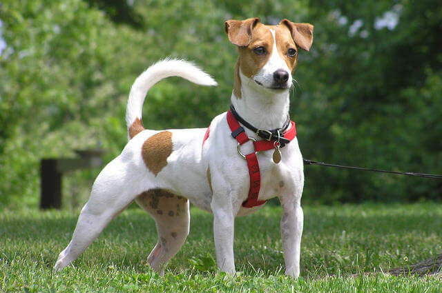 Jack Russell