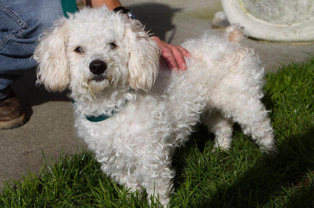 Minyatür Kaniş Köpeği