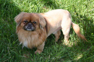 Pekinez Aslan Traşı