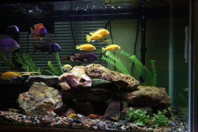 Sarı Prenses Akvaryumu