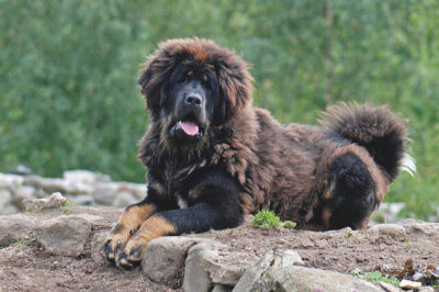 Tibet Mastifi