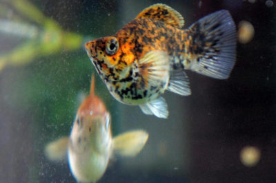 Balon Molly Balığı