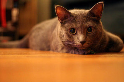 Kedi Psikolojisi ve Davranışları