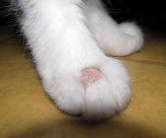 Kedilerde Mantar - Ringworm Mantarı