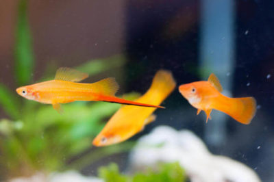 Kılıç Kuyruk Balığı