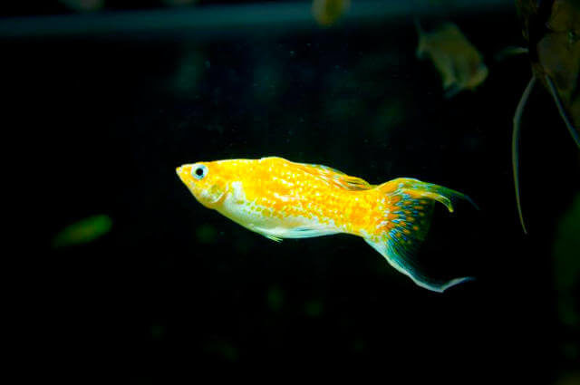 Lir Kuyruk Molly Balığı