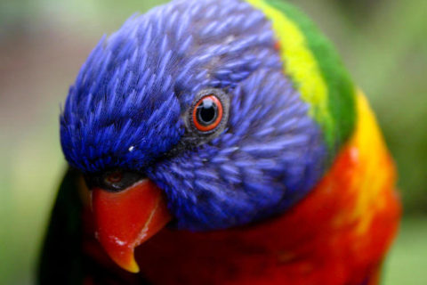 Lori Papağanı - Trichoglossus moluccanus