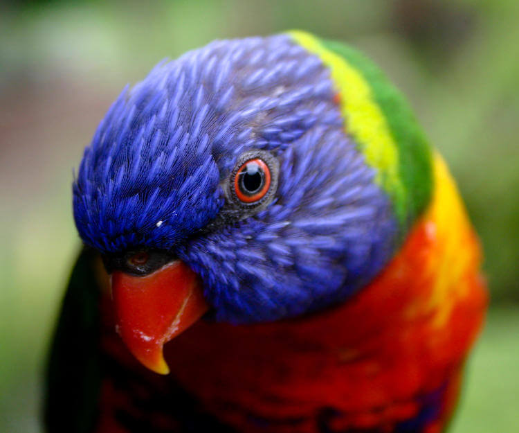 Lori Papağanı - Trichoglossus moluccanus