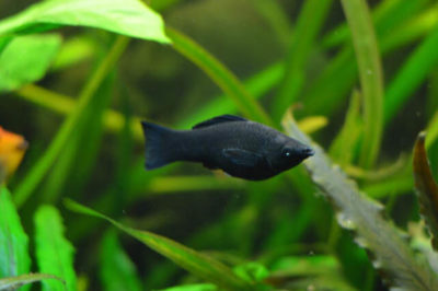 Siyah Molly Balığı