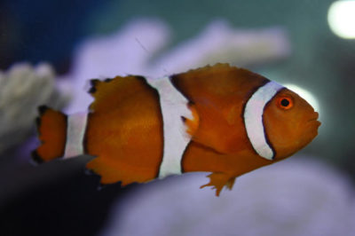 Kuyruk Çürümesi - Yüzgeç Erimesi - Kuyruk Erimesi