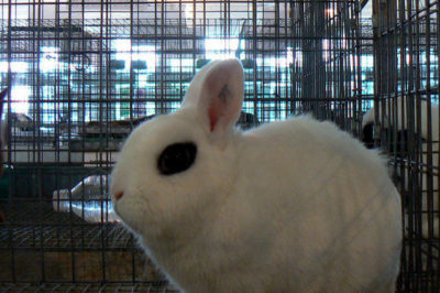 Cüce Hotot Tavşanı