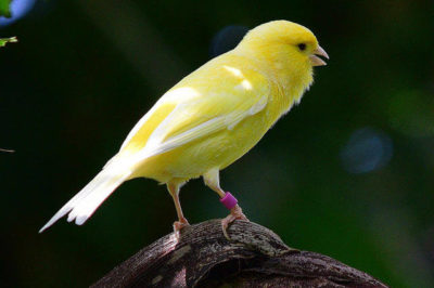 Harz Roller Kanaryası