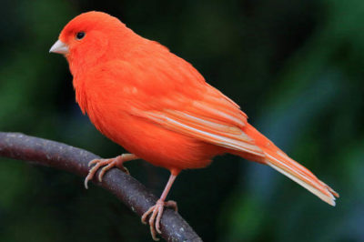 Kırmızı American Singer Kanaryası