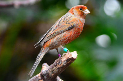 Mozaik Desenli Kanarya