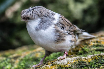 Tepeli Gloster Kanaryası