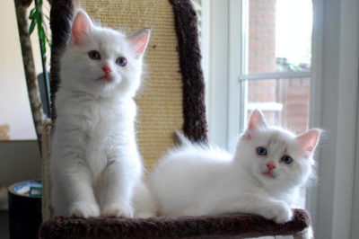 2 Aylık Yavru Kedi Bakımı