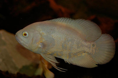 Albino Oscar Balığı