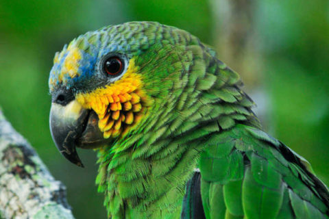 Amazon Papağanı - Amazona