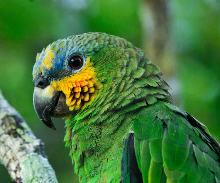 Amazon Papağanı - Amazona