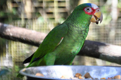 Beyaz Alınlı Amazon - Amazona albifrons